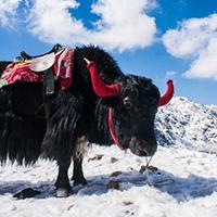 Sikkim